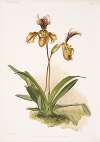 Cypripedium (hybridum) calypso.