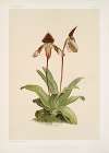 Cypripedium (hybridum) castleanum.