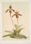 Cypripedium (hybridum) laucheanum; cypripedium (hybridum) eyermanianum.