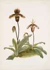 Cypripedium (hybridum) pollettianum; Cypripedium (hybridum) maynardii.
