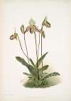 Cypripedium argus.