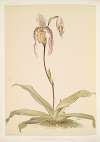 Cypripedium hybridum youngianum.