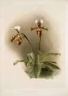 Cypripedium lathamianum inversum.