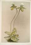 Cypripedium lawrenceanum hyeanum.