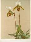 Cypripedium leeanum var giganteum.