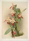 Cypripedium lemoinierianum.