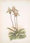Cypripedium lo.