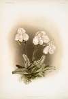 Cypripedium niveum.
