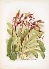 Cypripedium sanderianum.
