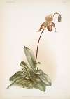 Cypripedium selligerum majus.