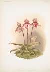 Cypripedium tautzianum