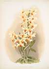 Dendrobium aureum