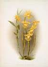 Dendrobium brymerianum.