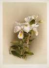 Dendrobium formosum.