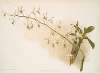 Dendrobium imperatrix.