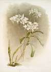 Dendrobium Johnsoniæ.