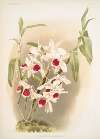 Dendrobium leechianum.