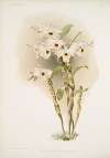 Dendrobium melanodiscus.