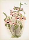 Dendrobium noile sanderianum.