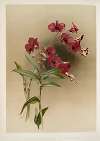 Dendrobium phalænopsis var statterianum.