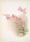 Dendrobium superbum.