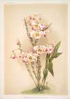Dendrobium wardianum.