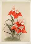 Disa grandiflora.