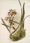 Epidendrum atro-purpureum var randianum.