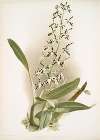 Epidendrum prismatocarpum.