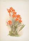 Epidendrum vitellinum.