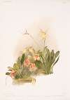Hybrid masdevallias 1 courtauldiana 2 geleniana 3 measuresiana.