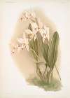 Laelia anceps Percivaliana.