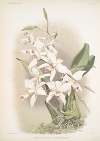 Lælia anceps sanderiana.