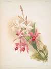 Laelia anceps Stella & Barkeriana.