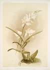 Lælia autumnalis alba.