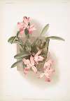 Laelia autumnalis xanthotropis.