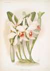 Laelia euspatha.