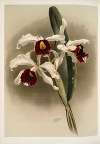 Lælia purpurata.