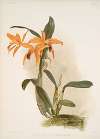 Lælio-cattleya (hybrida) phoebe.