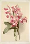 Lælio-cattleya elegans var blenheimensis.