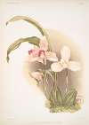 Lycaste skinneri & alba.