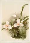 Lycaste skinnerii armeniaca.
