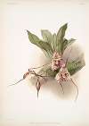 Masdevallia backhousiana.