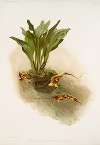 Masdevallia chimæra var mooreana.