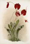 Masdevallia harryana splendens.