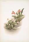 Masdevallia shuttleworthii and M. xanthocorys.