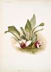 Maxillaria sanderiana.