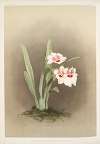 Miltonia (hybrida) bleuana.