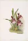 Miltonia moreliana