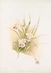 Miltonia phalænopsis.